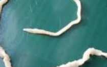 Самый большой глист в мире