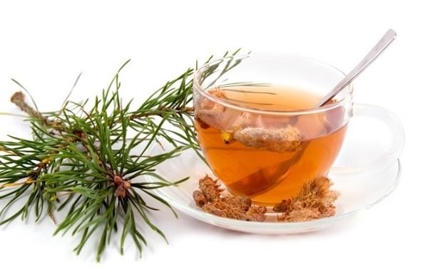 отвар от кашля из сосновых почек